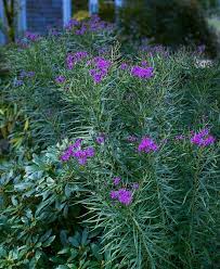 Image result for Vernonia jelfiae