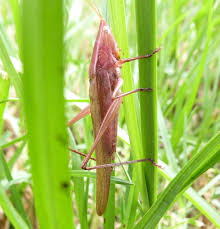 Image result for Ruspolia sp. no. 1 (Biegel 5407)