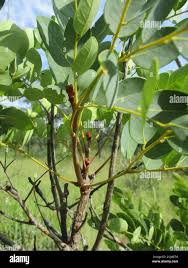 Image result for Burkea africana