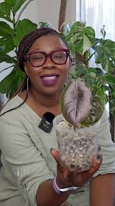 Caring for Your Alocasia Pink Dragon Plant