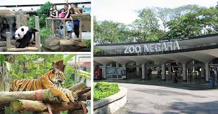 Zoo negara + panda conservation centre ticket. Help Save Zoo Negara By Adopting An Animal Rilexlah
