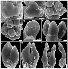 Image result for Hypolytrum goetghebeur