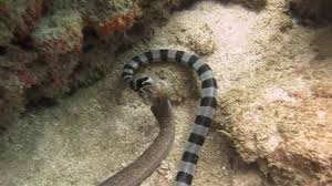 Serpiente Marina Devora Viva Una Anguila Morena De Su Propio Tamano Video Vista Al Mar