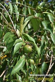 Image result for Shirakiopsis