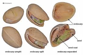 Nut Photos Fruit Different Kinds Of Fruits Fruit Seeds