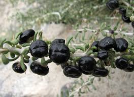 Image result for Lycium mascarenense