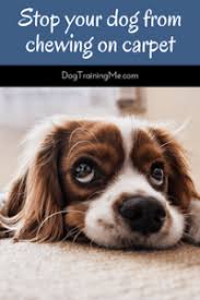 Keep shoes in closed closets, in latched bins or on a shelf that is too high for your dog to reach. How To Stop A Dog From Chewing On Carpet Dog Training Me
