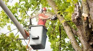 Tree Service Coupons - Local Deals Near Bronx Ny, 10475 - Money Mailer