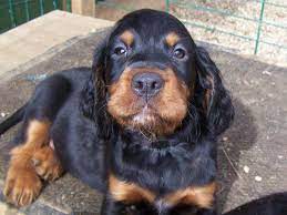 Gordon Setter Info Temperament Care Training Puppies Pictures Setter Puppies Gordon Setter Puppies