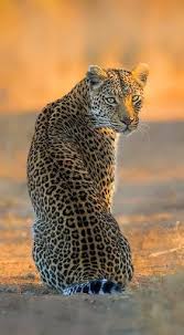 Leopard Sitting Pretty Animaux Sauvages Animaux Photo Animaux