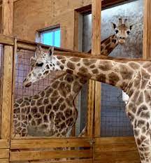 Well you're in luck, because here they come. Animal Adventure Park Johari Oliver Facebook
