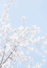 Flower beautiful sky blue colour wallpaper. 18 Trendy Light Blue Aesthetic Wallpaper Sky Baby Blue Aesthetic Aesthetic Pastel Wallpaper Pastel Background