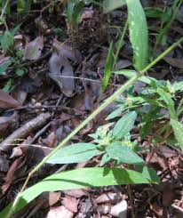 Image result for Digitaria velutina