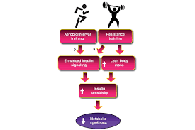 Crossfit Metabolic Syndrome And Insulin Resistance Underlying Causes And Modification By Exercise Training