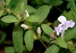 Image result for Barleria lugardii