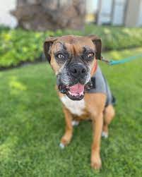 Check spelling or type a new query. San Diego Boxer Rescue Home Facebook