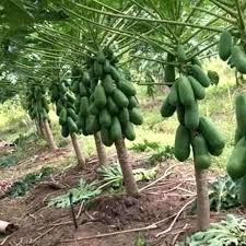 Mengapa penanaman terus anak tut dari thailand gagal? Group Kebun Kampung Tanam Teknik Sendiri Kgtts Tip Tanam Betik Manis Hongkong Facebook