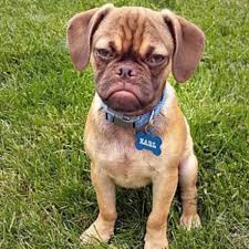 Image result for grumpy doggo