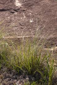 Image result for Xerophyta schlechteri