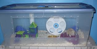 So you adore rats and love to pamper them hope you have enjoy this post, if you are considering diying the cage itself, you might want to look at our post on diy cat cage for an idea. How To Make A Diy Bin Cage For Rats Rat Trixs Do More With Your Rats