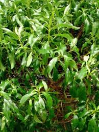 Image result for Myoporum laetum