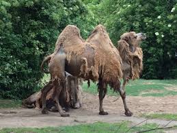 Manko Hoher Eintrittspreis Kaum Parkplatze Zoo Chaotisch Kolner Zoo Koln Reisebewertungen Tripadvisor
