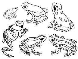 Here are 25 delightful frog coloring pages for your little ones.check out all of them below! Poison Dart Frog Coloring Page Animals Town Animal Color Sheets Poison Dart Frog Picture