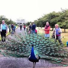 Spotted A Peacock In Kew Gardens On A Sunday Stroll Through Nature Pavo