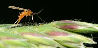 How to get rid of midges!!! Why Are There So Many Midges In Scotland The Fact Site