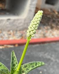 Image result for Kraussia kirkii