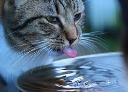 There is not much that you can to for a cat that has had a stroke. How To Keep A Cat Cool In Hot Weather Vets Now