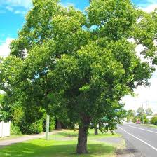 Image result for Sapium