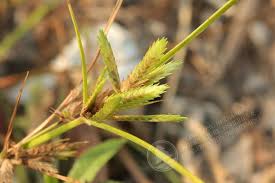 Image result for Cyperus cuspidatus