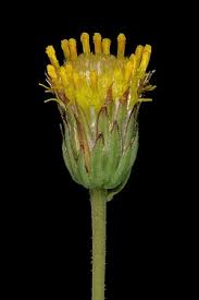 Image result for Nolletia zambesica