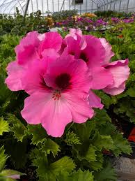 Image result for Geranium