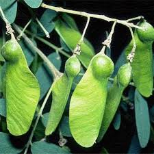 Image result for Fabaceae subfamily Mimosoideae