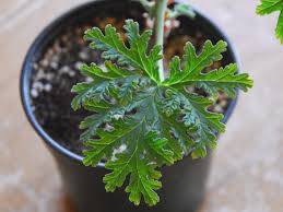 Image result for Pelargonium graveolens
