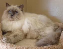 At that time, ragdoll cats were not allowed registry by other associations. Pin On Ragdoll Cats