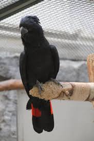 About press copyright contact us creators advertise developers terms privacy policy & safety how youtube works test new features press copyright contact us creators. Rotschwanz Rabenkakadu Calyptorhynchus Banksii Am 11 3 2010 Im Zoo Berlin Tier Fotos Eu