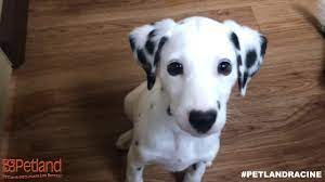 View our wide variety of dogs and puppies for sale at petland dallas, texas pet store! Petland Round Lake Beach Il Premium Pets Supplies For Purchase