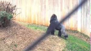 But it seems the pounding action is less about misplaced bravado than hollywood would suggest: Angry Gorilla Pounds Chest Youtube
