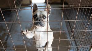 Deal direct with a registered breeder. Animal Cruelty How To Avoid Puppy Farms On The Northern Rivers Daily Telegraph