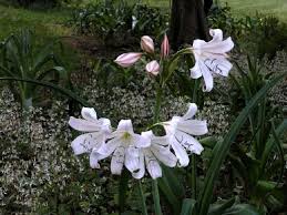Image result for Crinum lugardiae
