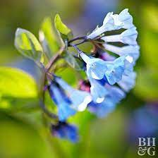 Virginia Bluebells Virginia Bluebells Bluebells Pretty Plants