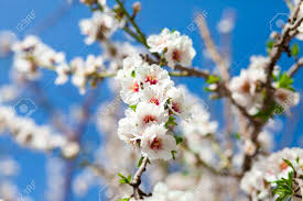 Blossoming almond flower against a blue sky. Flowers Of White Almond In Spring Blossom On The Almond Tree Branch Stock Photo Picture And Royalty Free Image Image 55004671