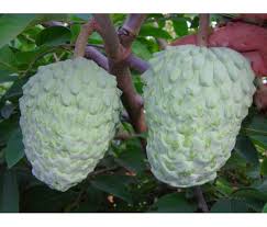 Explore the atemoya fruit tree. Atemoya African Pride Www Frutalestropicales Com