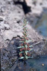 Image result for Bacopa hamiltoniana