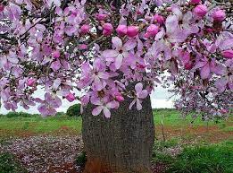 Arvore Florida Barriguda Flowering Trees Trees To Plant Tree