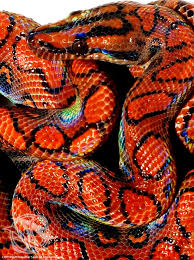 Maybe you would like to learn more about one of these? Brazilian Rainbow Boa By Venomvyxen On Deviantart