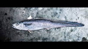 Press down firmly to make it stick. Blue Grenadier 144